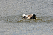 Stockente