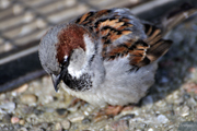 Spatz