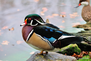 Mandarinente