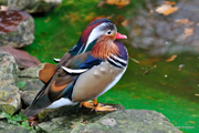 Mandarinente