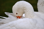 Gans
