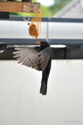 Amsel