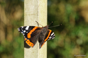Kleiner Fuchs - Schmetterling
