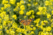 Botanika Bremen 2015 - Tropische Schmetterlinge