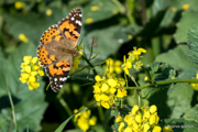 Kleiner Fuchs - Schmetterling