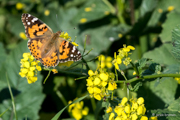 Kohlweiling - Schmetterling