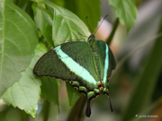 Botanika Bremen 2015 - Tropische Schmetterlinge