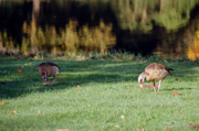 Nilgans - Nikon F65 mit Sigma compact Hyperzoom 28-200 3.5-5.6 macro auf Kodak Gold 200