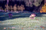 Nikon F65 mit Sigma compact Hyperzoom 28-200 3.5-5.6 macro auf Kodak Gold 200